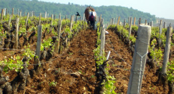 Vino di Borgogna: esempio qualitativo e miraggio raggiungibile