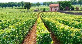 Chardonnay di Borgogna nella sua dimora elettiva