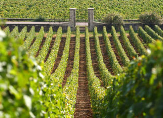 bouchard-vigneti