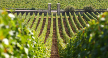 Pinot Noir. Fama e sottrazione.