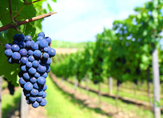 Lambrusco-blueblazer_opt