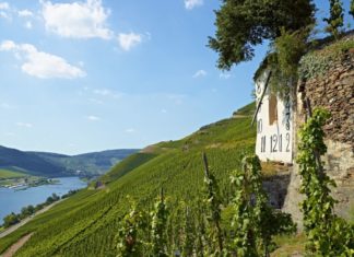 vigneti-in-Mosella_opt