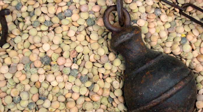 Azienda-Agricola-Marco-Camilli