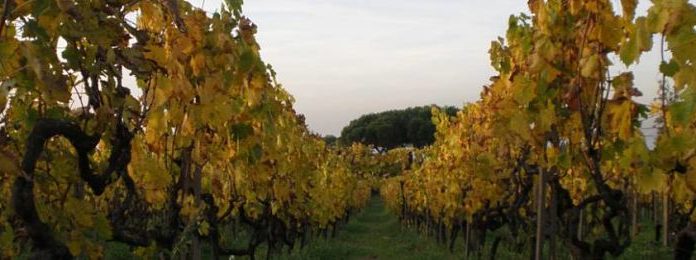 Veduta dei vigneti di Colle Picchioni.