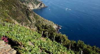 Cinque Terre. Terrazzamenti, Pesto e Basilico.
