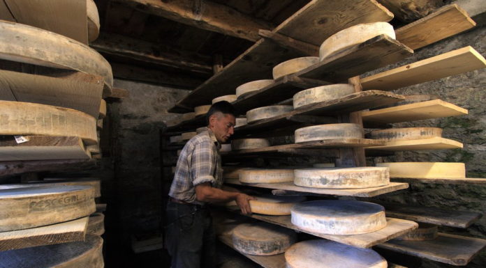 Consorzio Bitto Storico