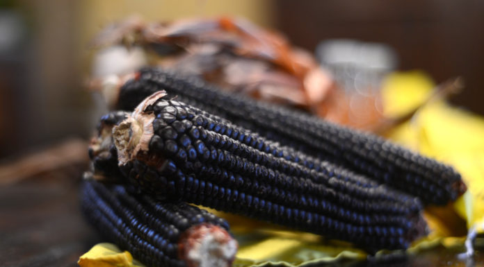 Mais nero peruviano. A 16 anni il sogno di una rivoluzione agricola. mais nero copertina blog webeers