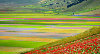 Lenticchia di Castelluccio. La fioritura del Piccolo Tibet