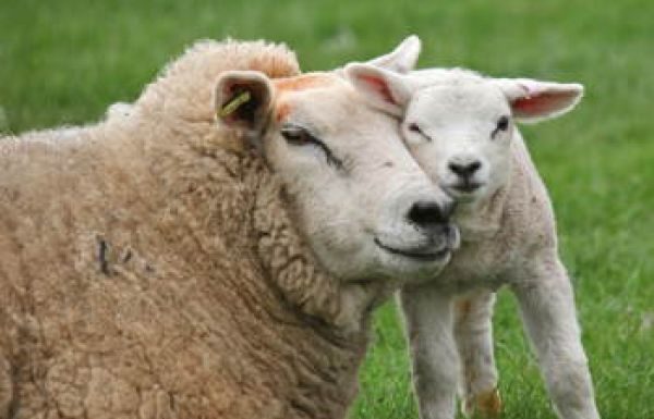 Non è giusto mangiare gli animali. E chi lo dice!?