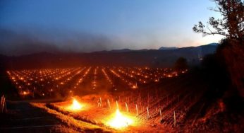 Resistenza. Vini, viticoltori e gelo.