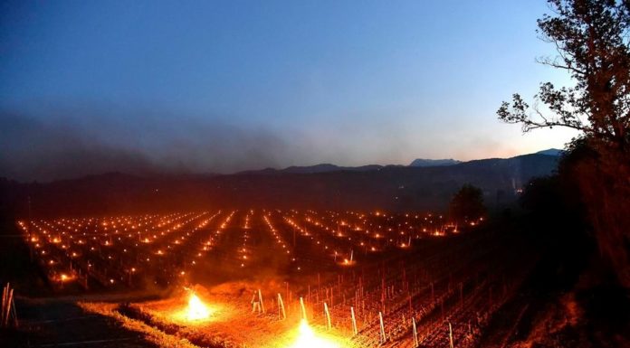 fuochi nei vigneti contro il gelo