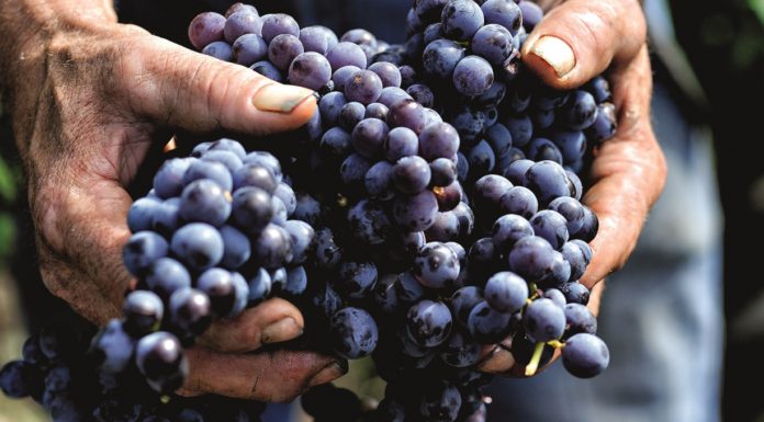 Uve di Nero d'Avola.