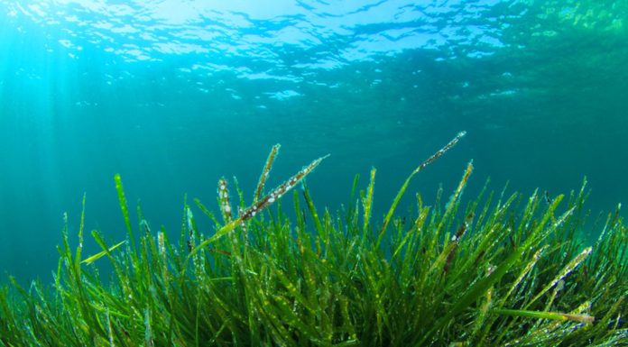 Conosci le alghe commestibili? Scopri le proprietà benefiche