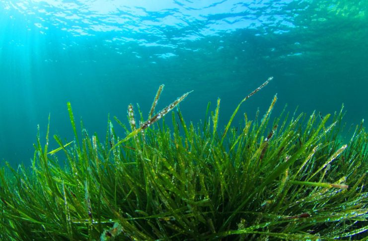 Conosci le alghe commestibili? Scopri le proprietà benefiche