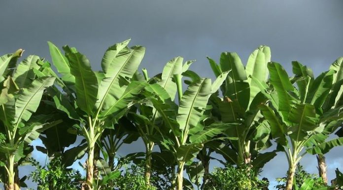 5 cose che non sai sul cibo! 5 cose che non sai sul cibo