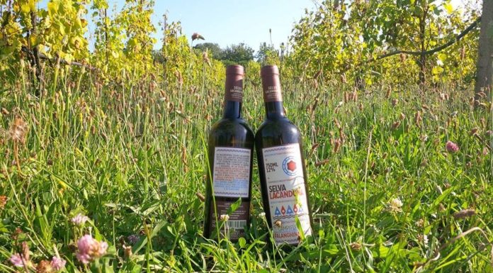 corriere di carmagnola vini carcere