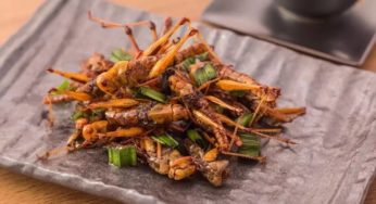 Perché finiremo con il mangiare insetti?