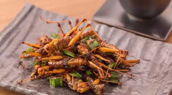 Perché finiremo con il mangiare insetti?