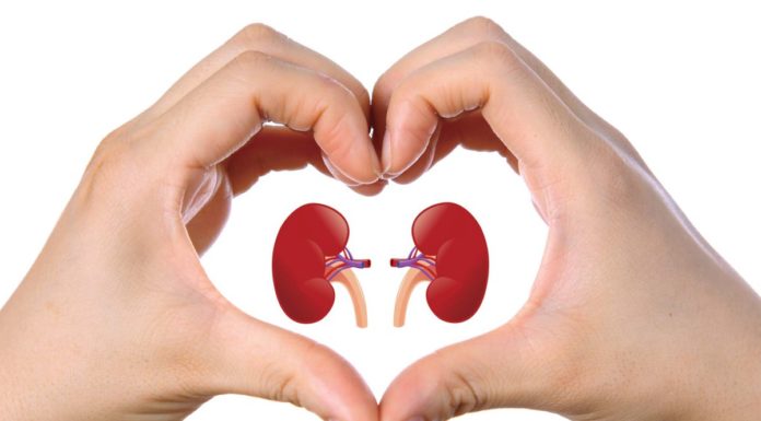 Depuriamo il nostro corpo: i reni