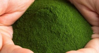 Plancton Marino, un nuovo ingrediente gourmet in cucina