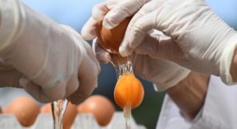 Uova al Fipronil. Cos'è e cosa si rischia.