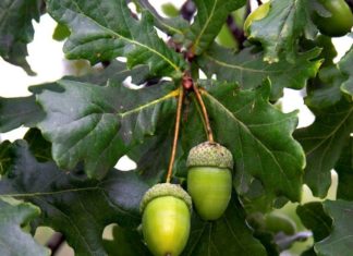 Come sfruttare le proprietà curative della quercia comune Come sfruttare le proprietà curative della quercia comune