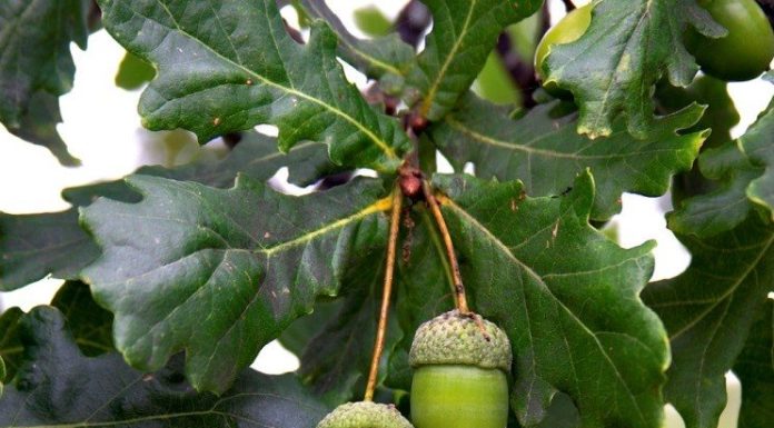 Come sfruttare le proprietà curative della quercia comune