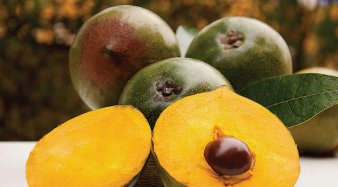 Lucuma, oro degli Incas. Dolcificante naturale dalle infinite proprietà medicinali Lucuma, oro degli Incas. Dolcificante naturale dalle infinite proprietà medicinali