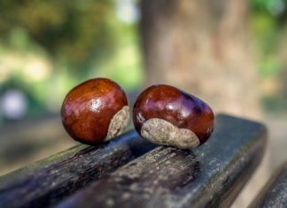 La castagna è la regina dell’autunno. Scopri i suoi benefici, molti ti sorprenderanno! castagna