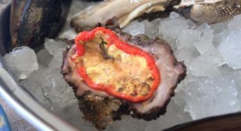 Conoscete il limone di mare? Una prelibatezza culinaria, scopriamo di cosa si tratta!