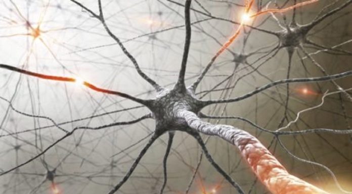 i neuroni spegni-fame