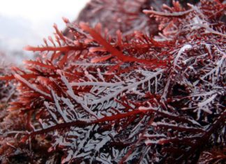 Conosci i frutti della natura che aiutano a rendere migliore la vita? Mirtilli, Alghe e Cacao: proprietà e benefici Conosci i frutti della natura che aiutano a rendere migliore la vita?