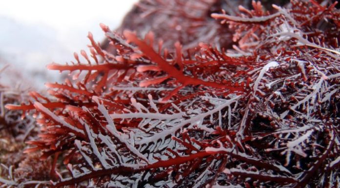 Conosci i frutti della natura che aiutano a rendere migliore la vita? Mirtilli, Alghe e Cacao: proprietà e benefici Conosci i frutti della natura che aiutano a rendere migliore la vita?