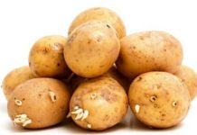 Scopri quando le patate con germogli non si possono mangiare perché tossiche