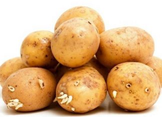 Scopri quando le patate con germogli non si possono mangiare perché tossiche