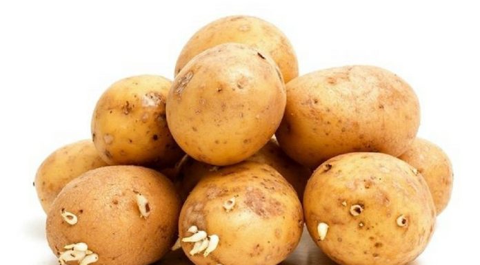 Scopri quando le patate con germogli non si possono mangiare perché tossiche Scopri quando le patate con germogli non si possono mangiare perché tossiche