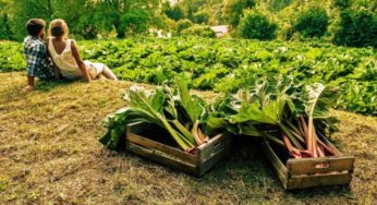 Hai problemi di digestione? Combattili con la natura: ecco il rabarbaro