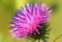 Conosci la Bardana? Ecco quando e come devi utilizzarla bardana