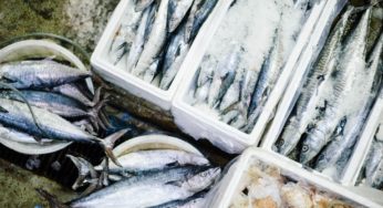 Sai preparare un ottimo pesce ripieno al forno?