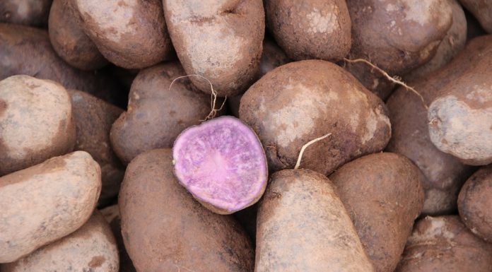 Patate viola