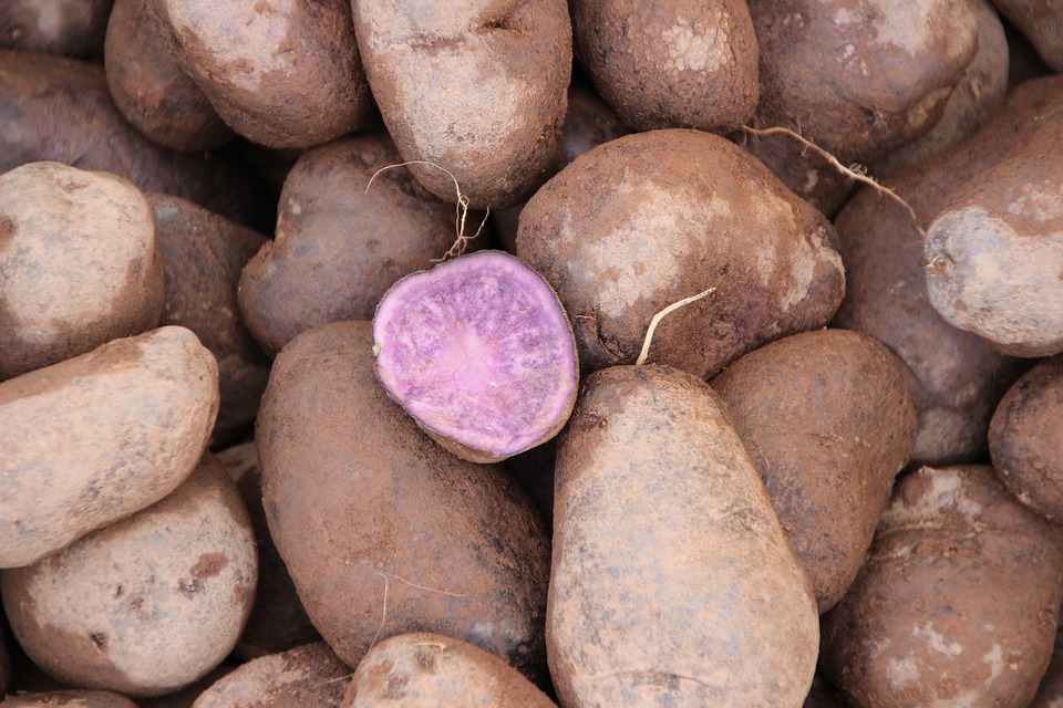 Conosci le patate viola? Ecco perché bisogna mangiarle