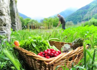 impresa artigiana del cibo