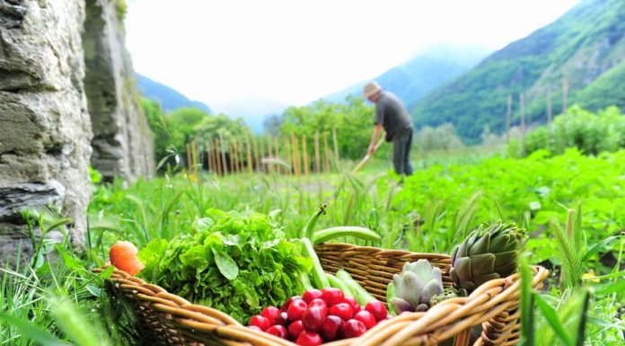 impresa artigiana del cibo