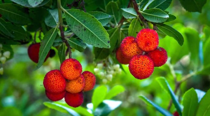 alimentazione naturale