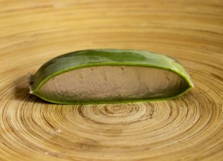 aloe vera