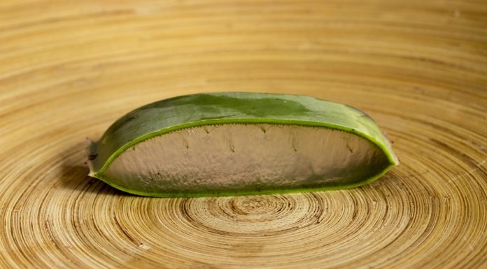 aloe vera