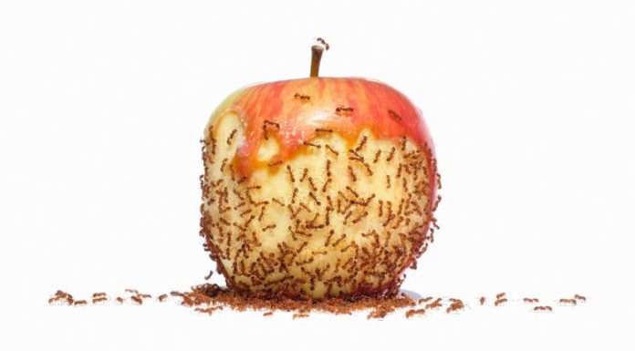 eliminare le formiche