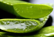 aloe vera