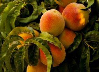 Proprietà delle pesche