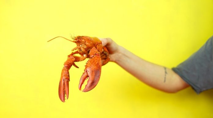 Assapora i frutti del mare e dei monti: prepara le fettuccine al prosecco e astice! prosecco e astice